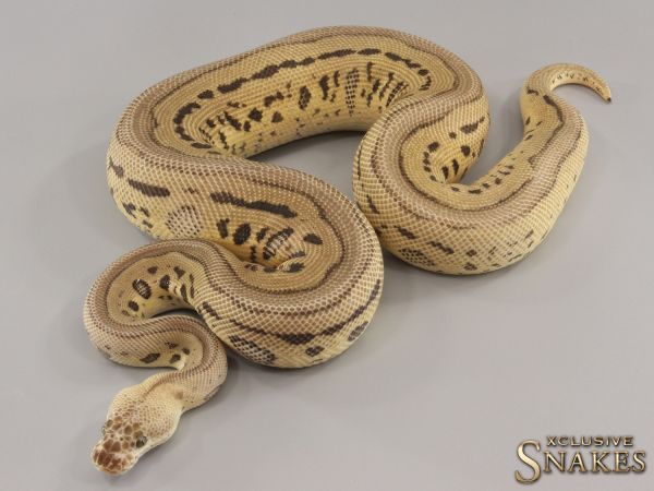 0.1 Super Pastel Leopard Clown het Desert Ghost 2021