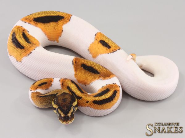 1.0 Orange Dream pos Leopard Piebald het Clown 2023