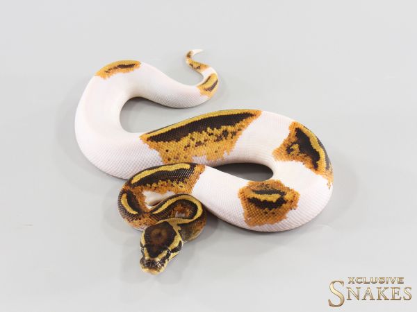 0.1 Yellow Belly Piebald double het Lavender Clown 2026