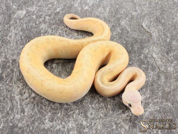 1.0 Banana Fire GHI Pinstripe Desert Ghost (FMaker) 2021