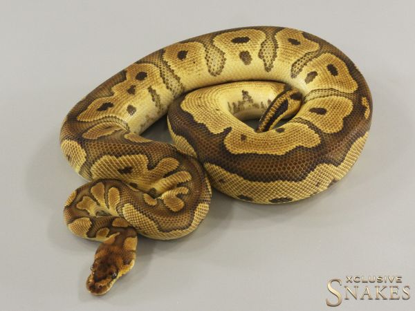 0.1 Clown double het Lavender Albino Piebald 2022 (1040g @03/2024)