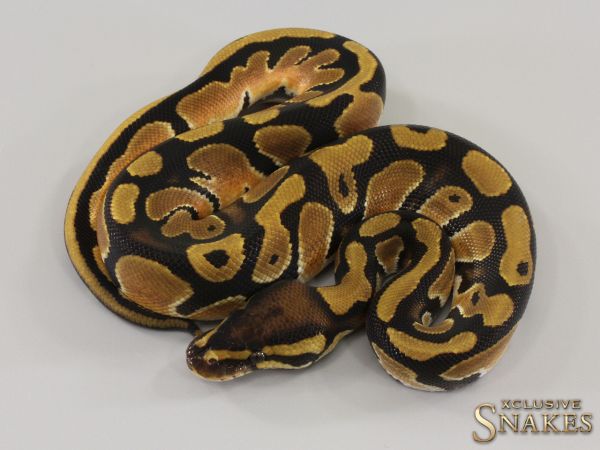 1.0 Orange Dream double het Hypo Piebald 2023