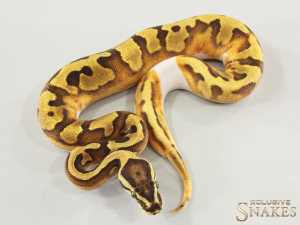 0.1 Enchi Vanilla Piebald 2025