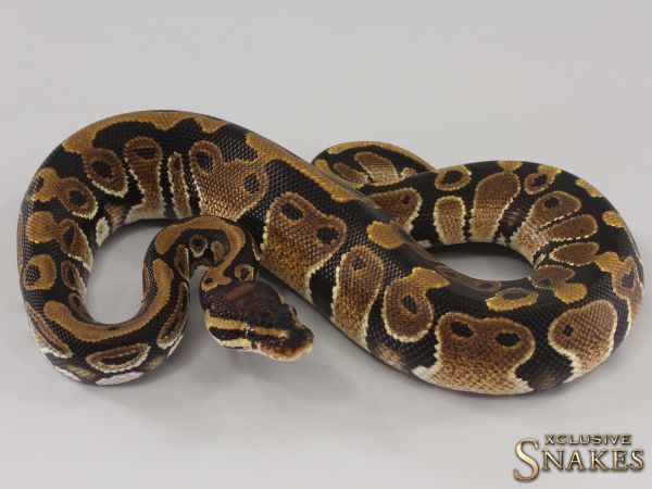 1.0 Triple het Black Axanthic Clown Piebald 2023