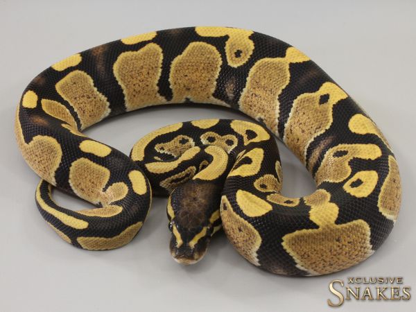 1.0 Desert Ghost het Piebald 2023