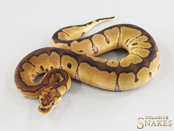 1.0 Red Stripe Clown het Hypo 2026