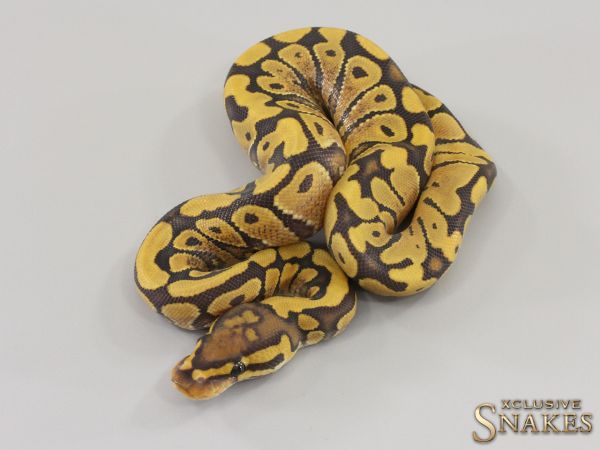 0.1 Vanilla Gravel Hypo het Clown 2023