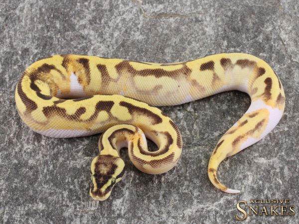 0.1 Pastel Fire Enchi Yellow Belly Piebald 2021