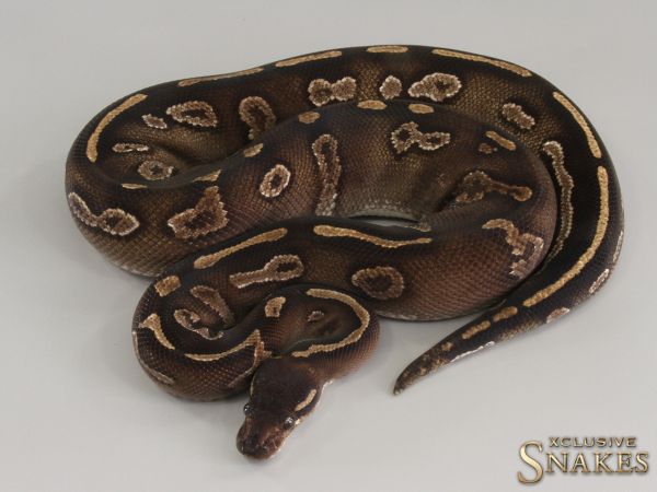 1.0 Black Head Mojave double het Hypo Desert Ghost 2018