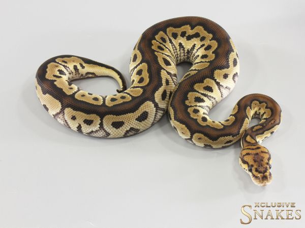 1.0 Het Red Axanthic Clown double het Hypo Desert Ghost 2026