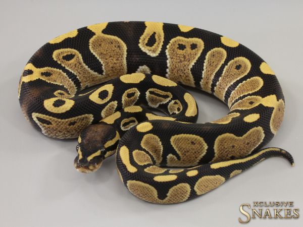 1.0 Desert Ghost het Piebald 2023