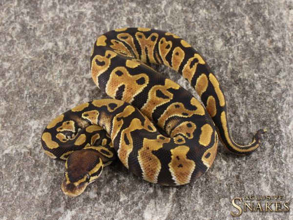 0.1 Triple het Lavender Clown Piebald 2022 (1290g @03/2024)