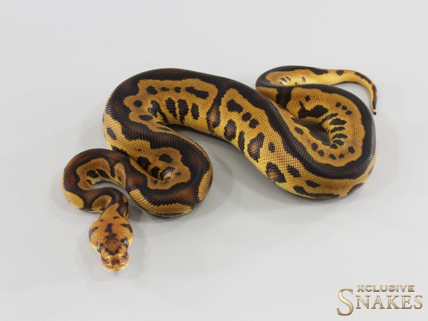 1.0 Leopard Gravel Clown het Ultramel 2026