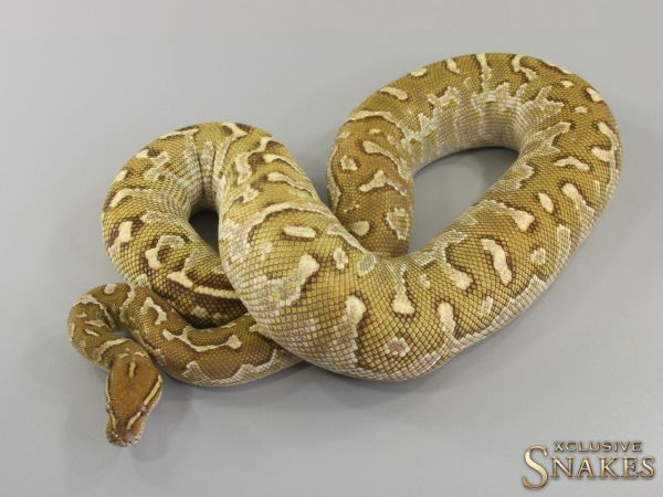 0.1 Angry Lesser (Angola x Ball Python) 2016