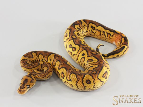 1.0 Special Gravel Clown double het Hypo Piebald 2026