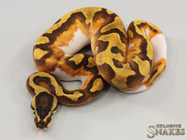 1.0 Enchi Gravel Piebald 2023