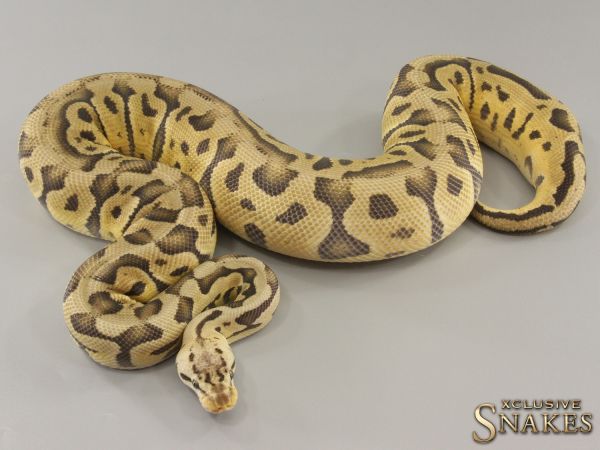 0.1 Super Pastel Leopard triple het Desert Ghost Cryptic Clown (Crypton) 2021