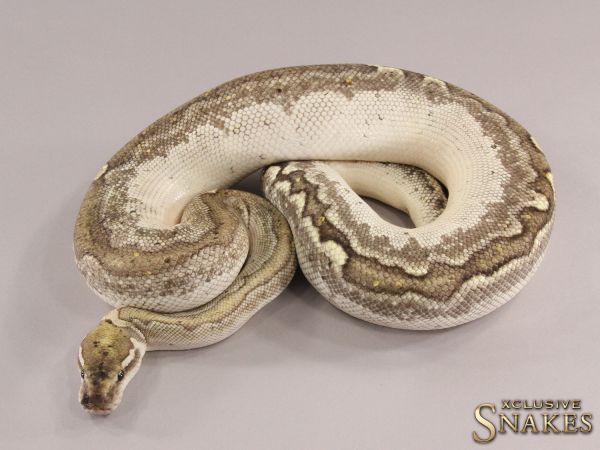 1.0 Bamboo GHI het Clown pos het Piebald 2019