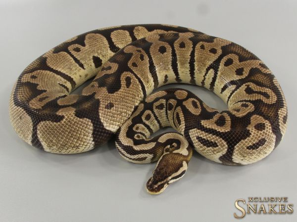 0.1 Pastel double het Desert Ghost Piebald 2015