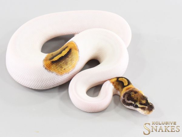 0.1 Special GHI Piebald het Desert Ghost 2026