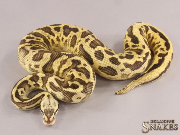 1.0 Pastel Fire Leopard Trick pos Gravel het Clown 2021 (800g @12.2022)