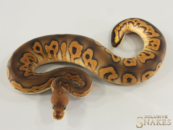 0.1 Black Pastel Wookie Clown het Desert Ghost 2025
