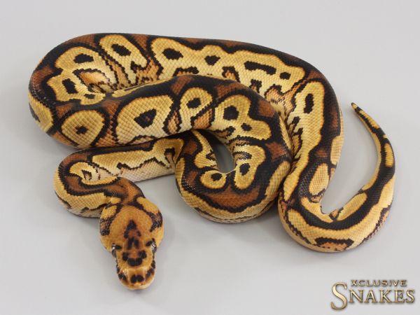 1.0 Orange Dream Yellow Belly Clown het Piebald 2023