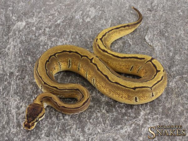 0.1 Enchi Pinstripe het Piebald 2021