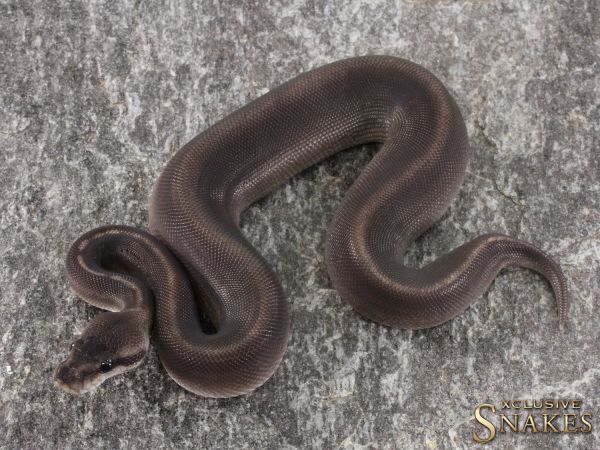 1.0 Black Head Mojave GHI pos. Het Red Axanthic 2021