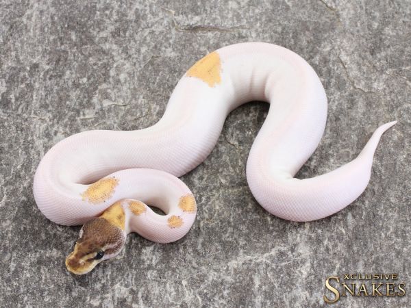 0.1 Mojave Yellow Belly Orange Dream Piebald 50% het Axanthic 2021