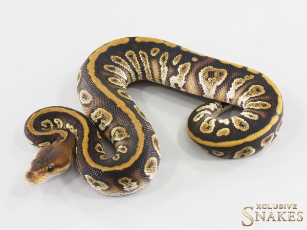 0.1 Cypress Copper het Clown 2026