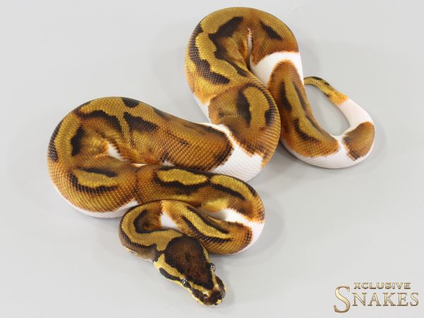 1.0 Enchi Piebald double het Desert Ghost Clown 2026