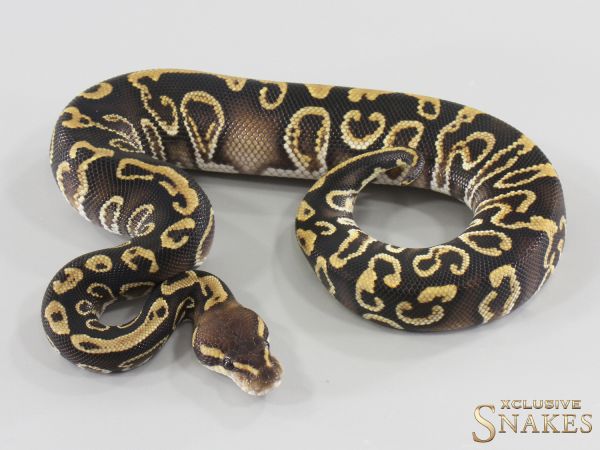 1.0 GHI Cypress double het Desert Ghost Clown 2026