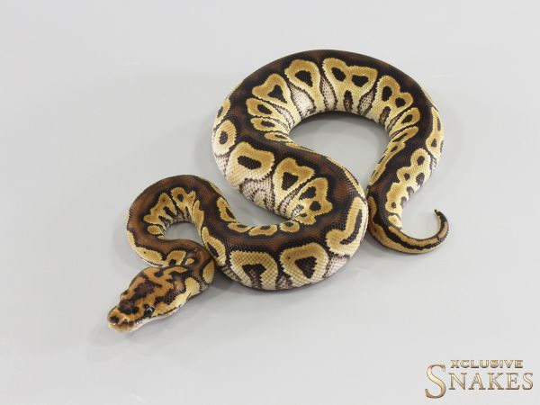0.1 Het Red Axanthic Clown het Hypo 2026