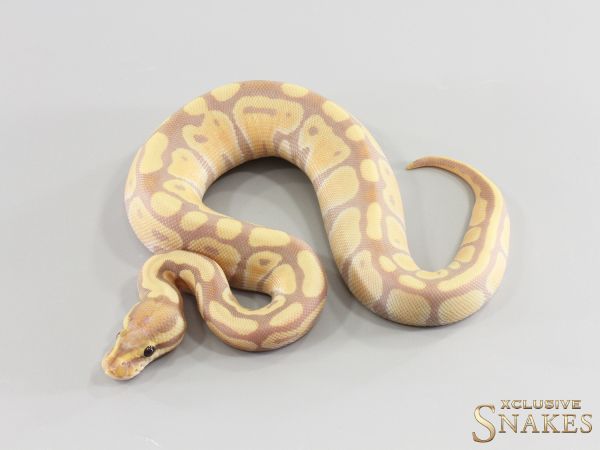 0.1 Banana Desert Ghost 2026