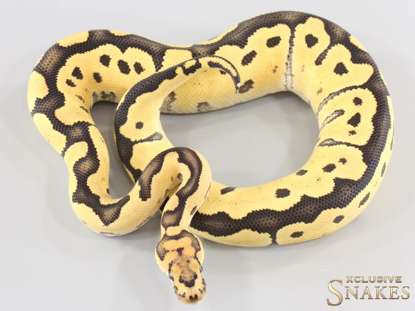 1.0 Desert Ghost Clown het TSK Axanthic 2025