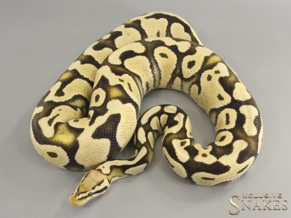 0.1 Pastel Desert Ghost het Cryptic 50% het Ultramel 2021