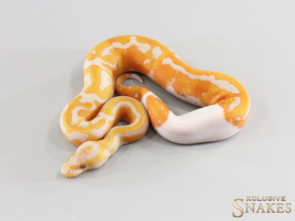 1.0 Orange Dream Dreamsicle het Clown 2026
