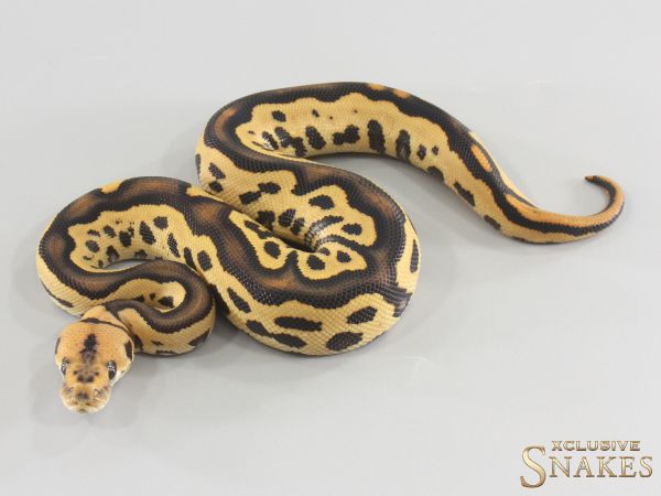 1.0 Het Red Axanthic Leopard Desert Ghost Clown 2026