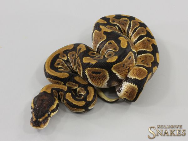 0.1 Triple het Ultramel Clown Piebald 2023