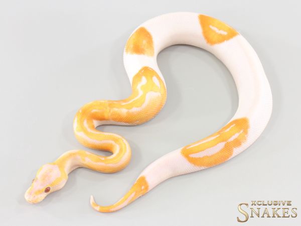 1.0 GHI Lavender Piebald het Clown 2026
