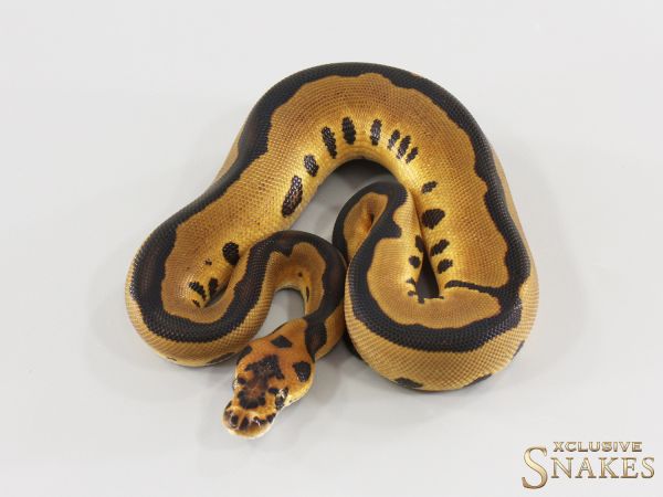 1.0 Leopard Clown het Hypo 2026
