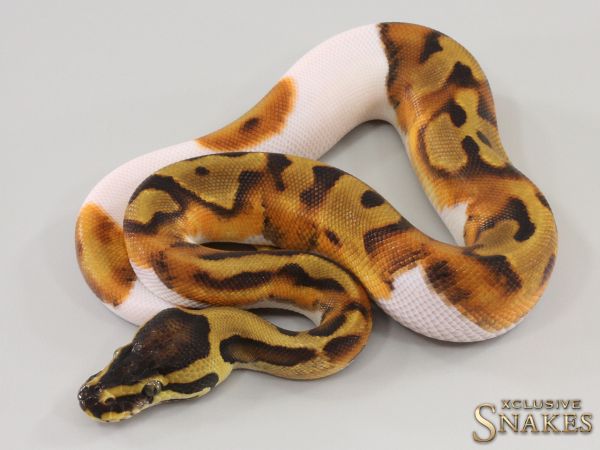 1.0 Enchi Piebald 2023