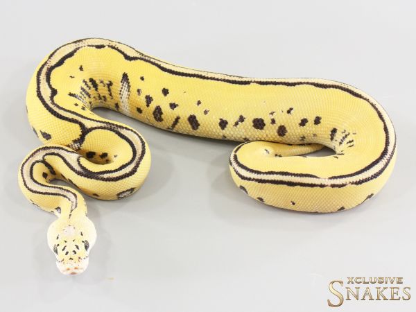 0.1 Leopard Pastel Desert Ghost Clown het Hypo 2026