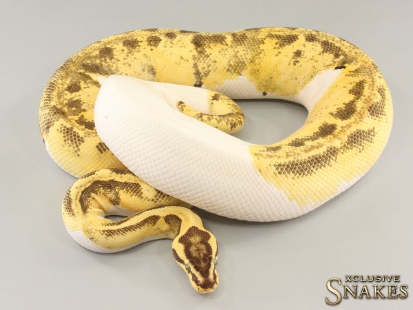 0.1 Enchi Firefly Piebald 2019