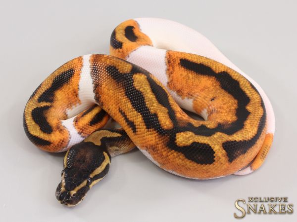 1.0 Orange Dream Piebald 2023