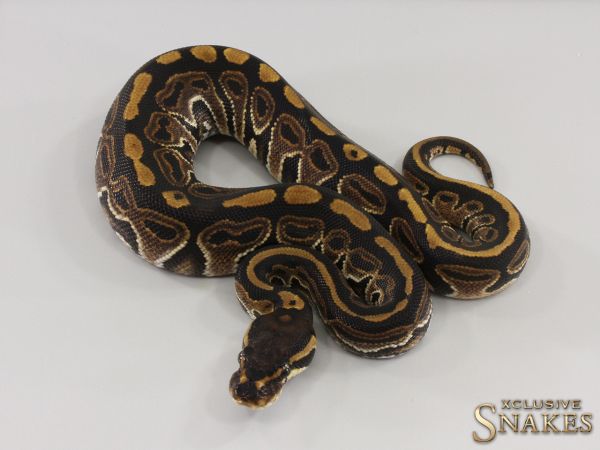 0.1 HRA het Black Axanthic 2023