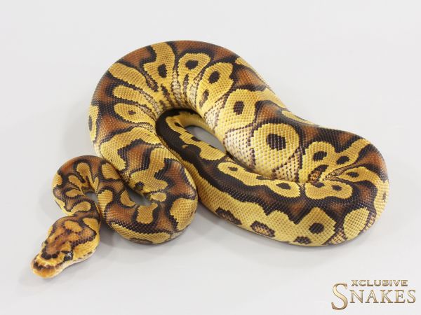 1.0 Gravel Clown double het Hypo Desert Ghost 2026