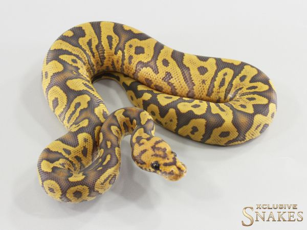 0.1 Confusion Hypo Clown 2026