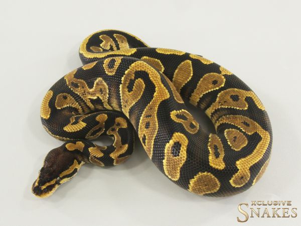 1.0 Gravel double het Lavender Sunset 50% het Piebald 2025